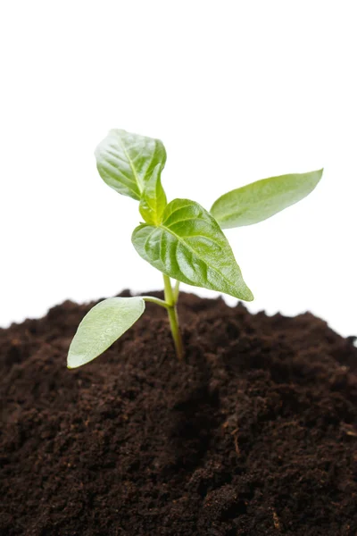Young green plant Royalty Free Stock Photos