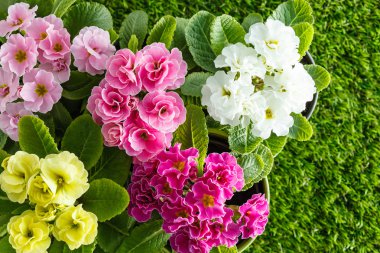 Güzel bahar çiçekleri 