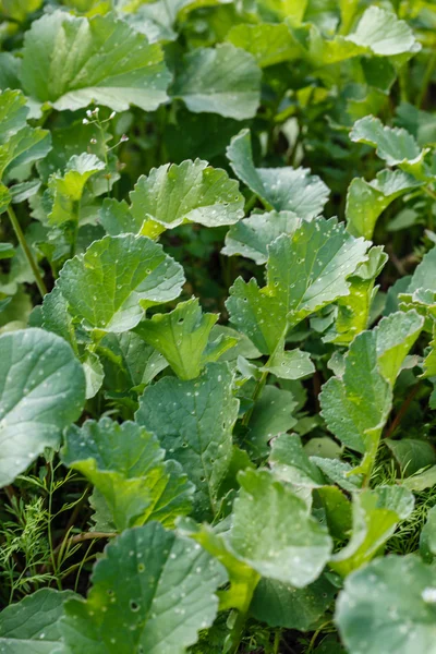 Fresh radish leaves — Stock Photo, Image