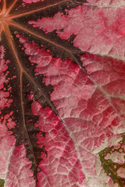 Red leaf texture — Stock Photo, Image