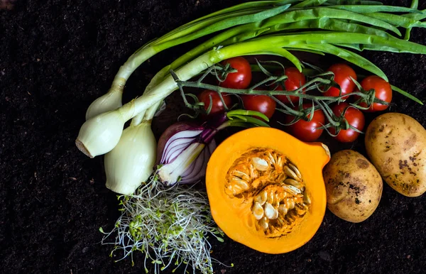 Produtos hortícolas biológicos frescos — Fotografia de Stock