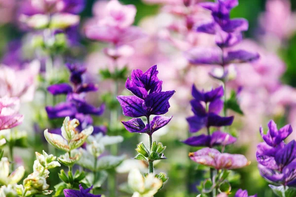 Beautiful purple flowers — Stock Photo, Image