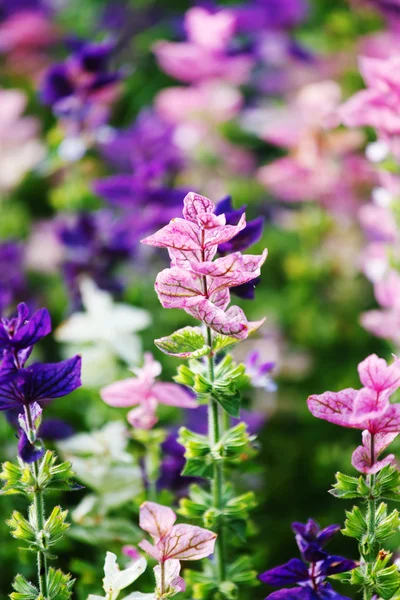 Hermosas flores púrpuras — Foto de Stock