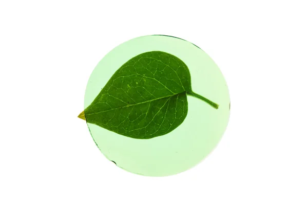 Folha de planta com círculo — Fotografia de Stock