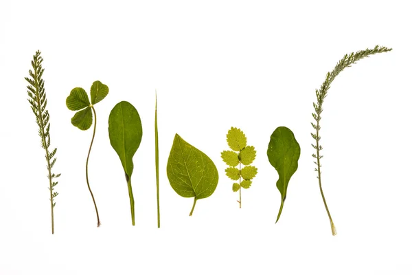 Diferentes tipos de folhas — Fotografia de Stock