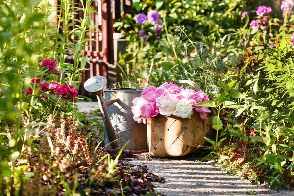 Beautiful peonies in basket — Stock Photo, Image