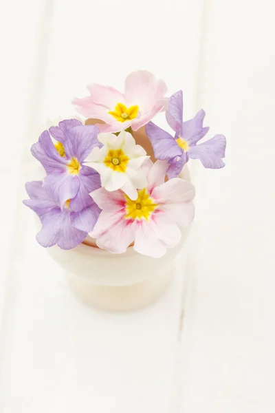 Vackra vårblommor — Stockfoto