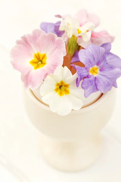 Beautiful spring flowers — Stock Photo, Image