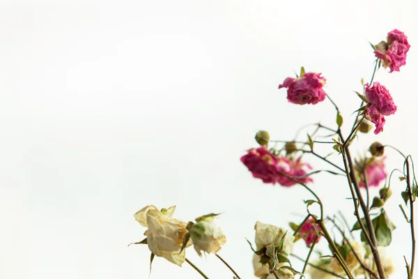 Rosas de buen color — Foto de Stock