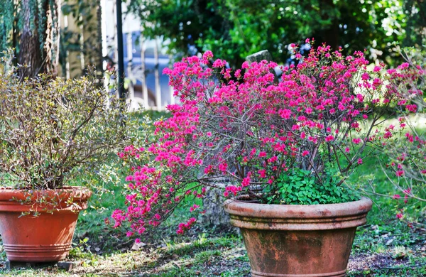 Krásný jarní zahrada — Stock fotografie