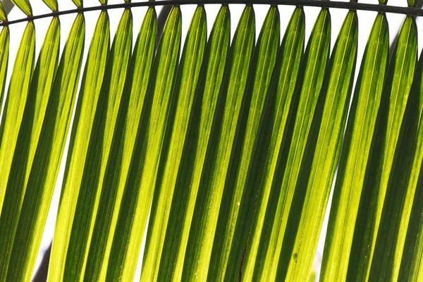 Зелене листя текстури — стокове фото