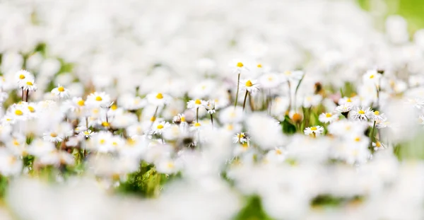 Beautiful daisy flowers — Stock Photo, Image