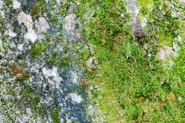 ağaç gövdesi üzerinde yeşil yosun