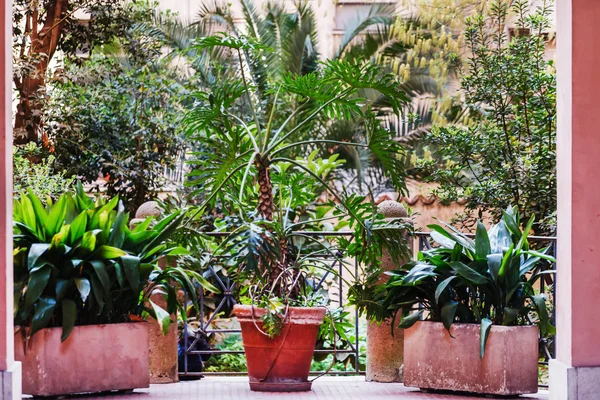 Terraço com plantas em vasos — Fotografia de Stock