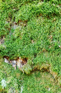 ağaç gövdesi üzerinde yeşil yosun