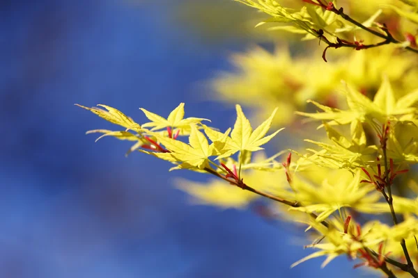 Folhas de bordo de primavera — Fotografia de Stock