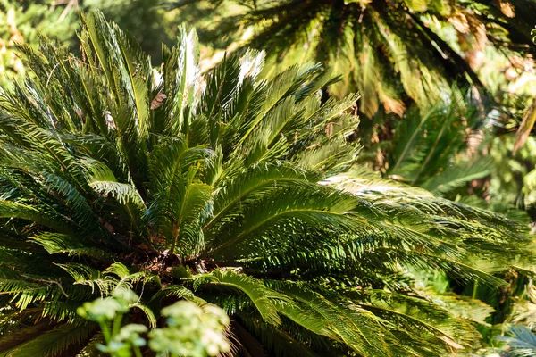 Летние пальмы на солнце — стоковое фото