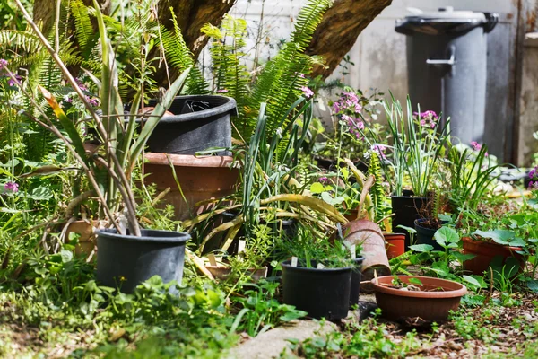 Schöner Sommergarten — Stockfoto