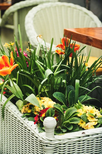 Krásné jarní květiny — Stock fotografie