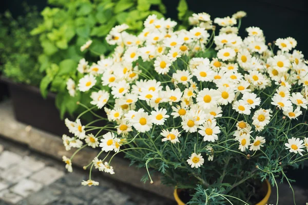 Vackra daisy blommor — Stockfoto