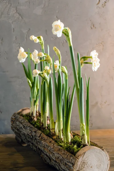 Hermosas flores de primavera — Foto de Stock