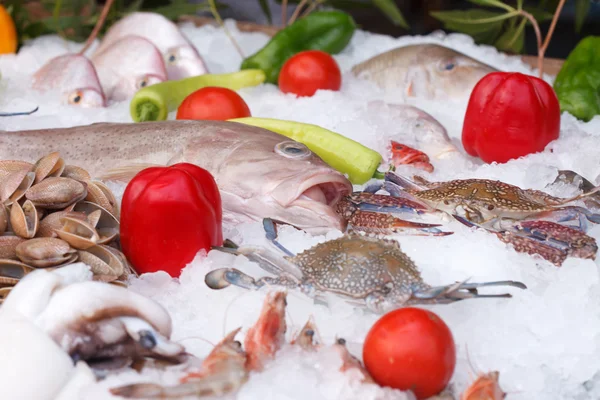 Frozen fish in ice — Stock Photo, Image