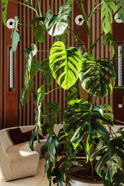 Green plant in the pot — Stock Photo, Image