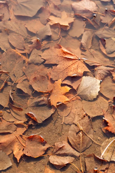 Cor folhas de outono — Fotografia de Stock