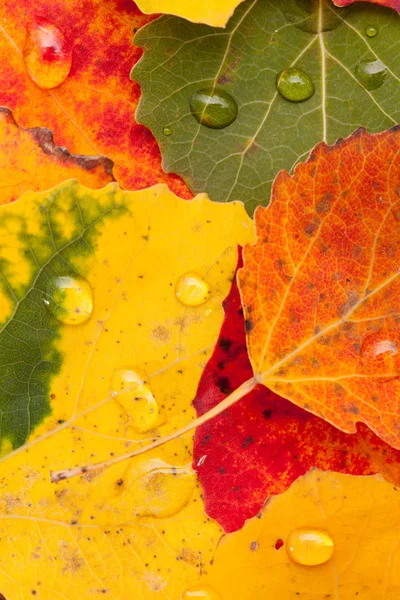 Color hojas de otoño — Foto de Stock