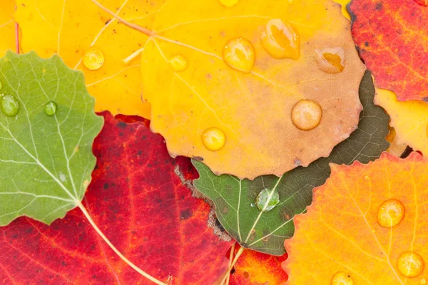 Farbe Herbstblätter — Stockfoto