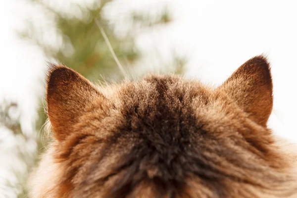 Rückseite der schönen Katze — Stockfoto