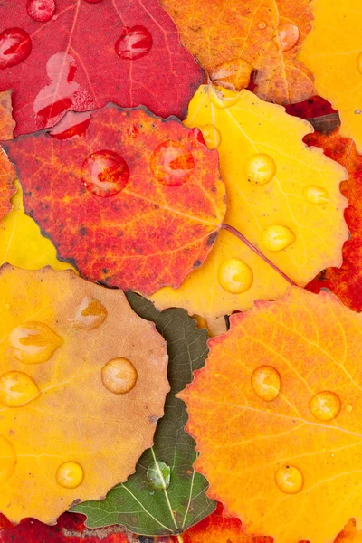 Color autumn leaves — Stock Photo, Image