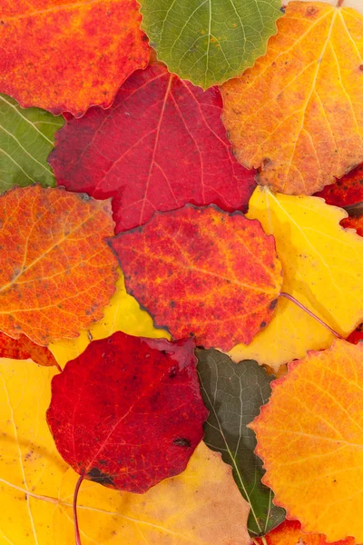 Colore foglie di autunno Foto Stock Royalty Free