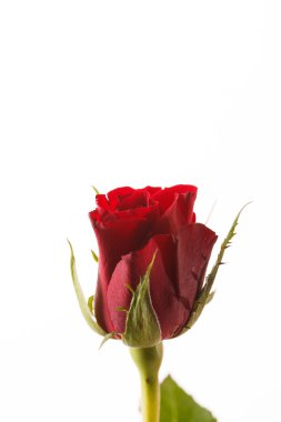 Kırmızı güzel gül