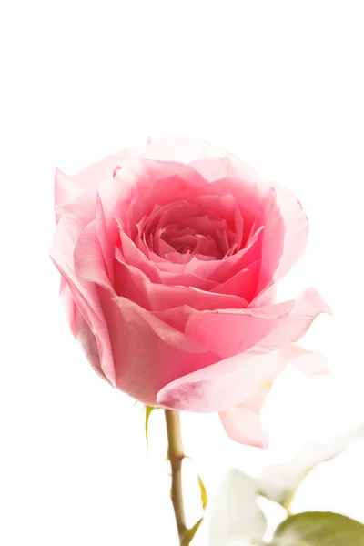 Bella rosa rosa — Foto Stock