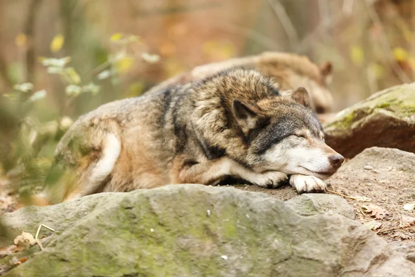 Grijze wolven slapen — Stockfoto