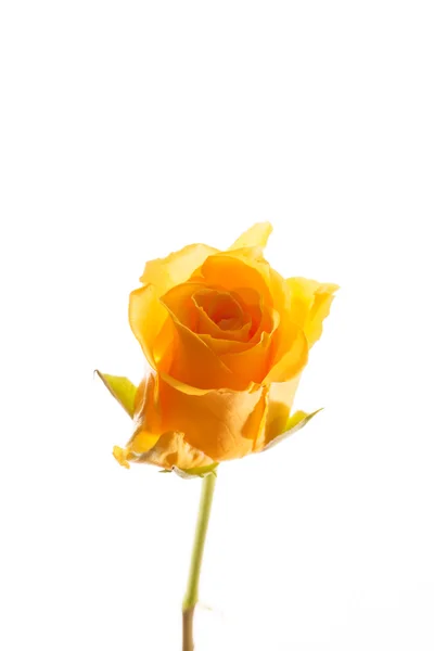 Gelb schöne Rose — Stockfoto