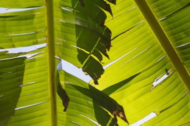Yeşil yaprak dokusu