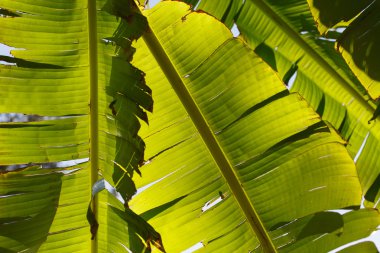 Yeşil yaprak dokusu