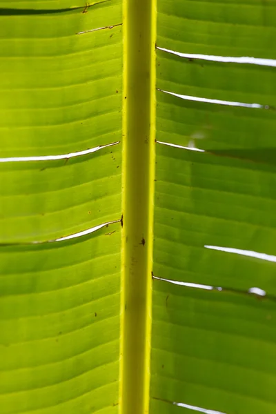녹색 잎 질감 — 스톡 사진