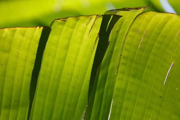 Texture foglie verdi — Foto Stock