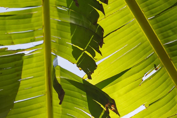 Yeşil yaprak dokusu