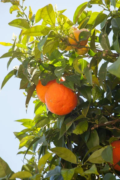 Mandarins on green tree — Stock Photo, Image