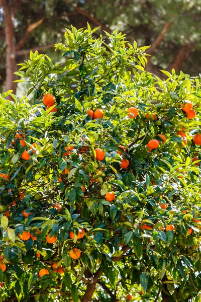 Mandarins on green tree — Stock Photo, Image