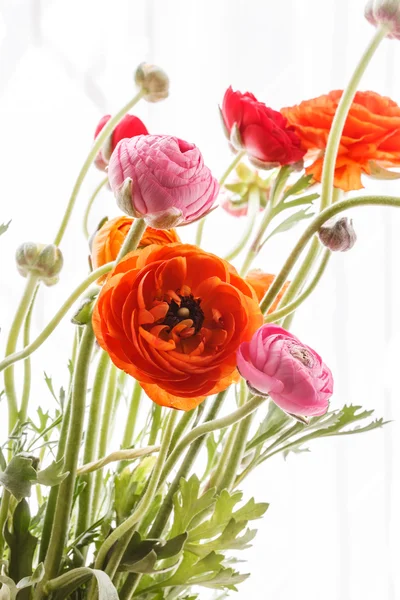 Persian buttercup flowers — Stock Photo, Image