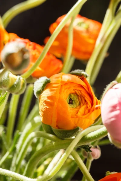 Persian buttercup flowers — Stock Photo, Image