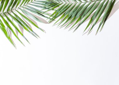 Areca palmiye yaprakları