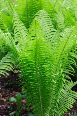green fernn leaves clipart