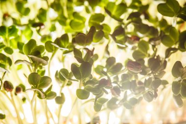 Yeşil besleyici lahanası