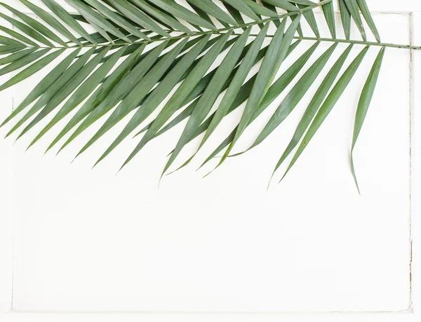 Бетельна Пальма листя — стокове фото